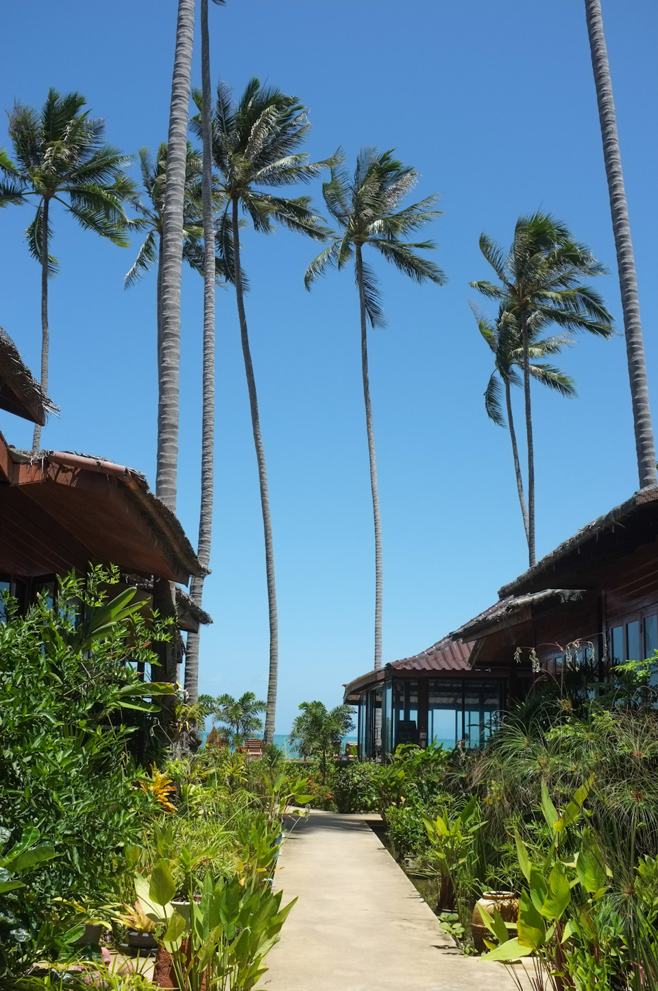 Lipa noi Resort East coast, Koh Samui island, Thailand.