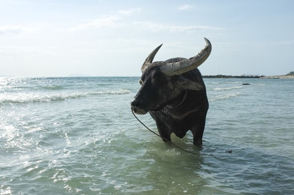 Buffalo. East coast, Koh Samui island. Thailand.