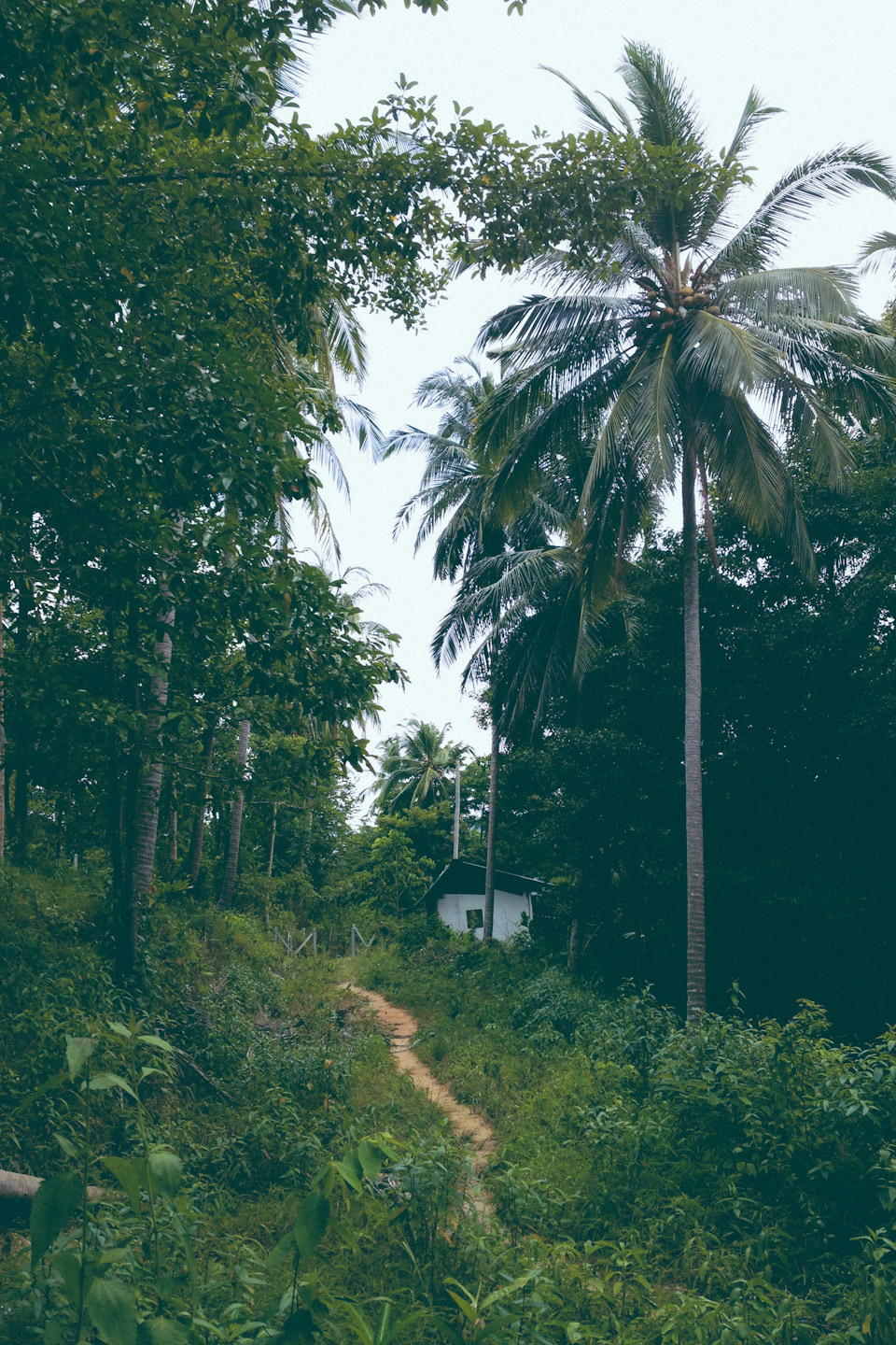 Koh Samui island. Thailand.